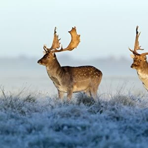 Fallow Deer - bucks - two standing alert on frost covered meadow - at dawn - during the rut - Seeland - Denmark