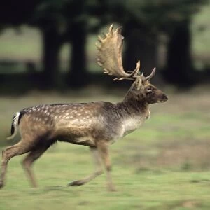 Fallow Deer (Dama dama) -UK - Male running - Central Europe - Iberia - British Isles - Southern Sweden - Introduced elsewhere - Form leks for breeding in UK - Deciduous and mixed woodland