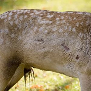 Fallow Deer - male torso showing wounds sustained during rut - UK