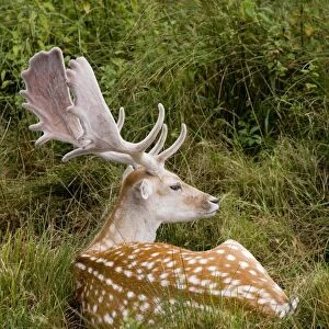 Fallow Deer - male in velvet - resting in undergrowth - UK