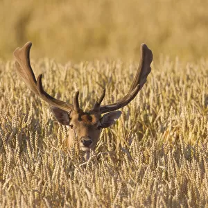 Fallow Deer stag corn field 38