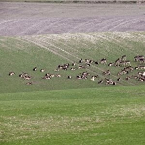 Fallow Deer- in wheat field showing crop damage - Hertfordshire UK 9888