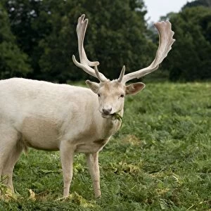 Fallow Deer - white male in velvet - grazing on bracken - UK