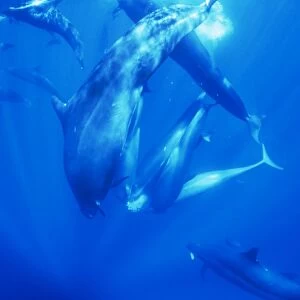 False Killer Whales - sharing tuna prey