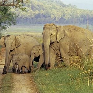Family of Indian / Asian Elephants on the jungle track, Corbett National Park, India