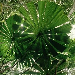 Fan Palm - With sunlight from above - Lowland rainforest, North Queensland, Australia JPF23066