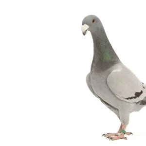 Fancy Pigeon breed - German Beauty Homer - in studio