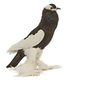 Fancy Pigeon breed - Reversewing Pouter - black & white - in studio Boulant de Saxe pie rouge