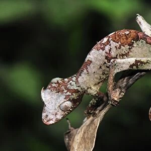 Fantastic Leaf-tailed Gecko / Satanic Leaf-tailed Gecko - Andasibe-Mantadia National Park - Madagascar