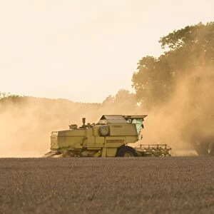 Farming - Combine Harvester - Wheat harvest at sunset - Norfolk - UK