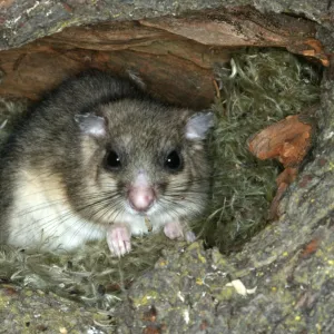 Fat / Edible Dormouse. France