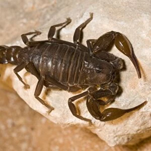 Fat tailed Scorpion - Abu Dhabi - United Arab Emirates