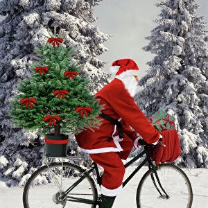 Father Christmas - on bicycle cycling past Fir Trees covered in snow Digital Manipulation: Father Christmas & presents SU - Tree JD - bows ardea