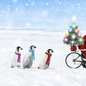 Father Christmas / Santa Claus cycling with a line of young Emperor Penguins wearing scarves