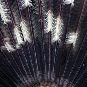 Feather Star - Indonesia