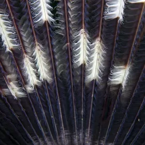 Feather Star - Indonesia Feather Star - Indonesia