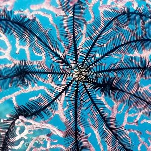This feather star (Order Comatulida) has attached itself to a sea fan (Order Gorgonacea). This is a common sight as both animals filter their food from passing ocean currents, so they both prefer areas with high currents