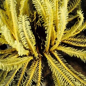 Feather stars (Order Comatulida), close relatives of sea stars, are named for the feathery appearance of their arms. These animals use their feathery arms to filter their food from the ocean currents
