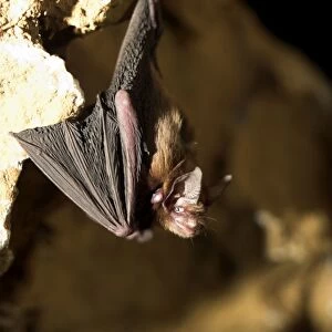 Female Bumblebee Bat / Kitti's Hog Nosed bat - Myanmar (Burma)
