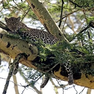 Female Leopard in Acacia tree, Lake Nakuru NP, Kenya