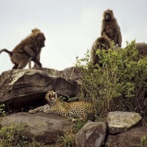 Female leopard being harrassed by Olive Baboons (Papio anubis), Masai Mara Reserve, Kenya, Africa