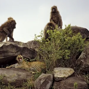 Female leopard being harrassed by Olive Baboons (Papio anubis), Masai Mara Reserve, Kenya, Africa