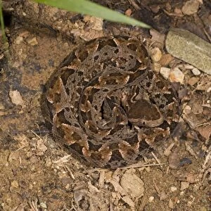 Fer-de-Lance snake, coiled. An aggressive and highly venomous snake. Costa Rica