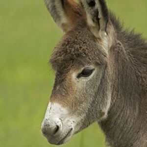 Feral Burro / Donkey - Custer State Park - South Dakota - USA