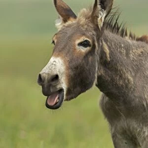 Feral Burro / Donkey - with mouth open - Custer State Park - South Dakota - USA