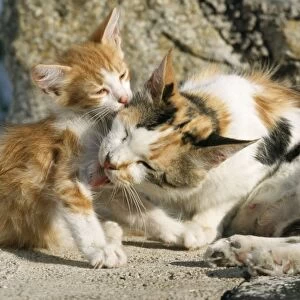 Feral Cat - Calico / Tortoiseshell licking kitten. Santorini Island Greece