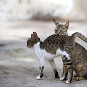 Feral Cats - Two Lamu Island, Kenya, Indian Ocean