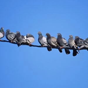 Feral / Town Pigeon - flock on wire