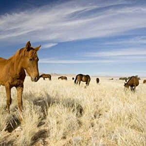 Feral / Wild Desert Horse - Feeding on grass in the desert. Garub, Namib Desert, Namibia, Africa