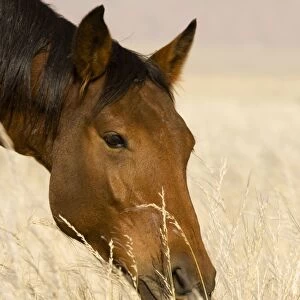 Feral / Wild Desert Horse - Portrait while feeding on grass Garub, Namib Desert, Namibia, Africa