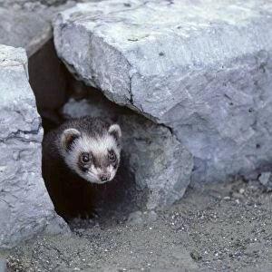Ferret - emerging from gutter hole in the street