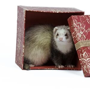 Ferret - sable colouration - in studio hiding in a present box