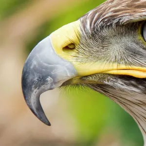 Ferruginous Buzzard / Hawk