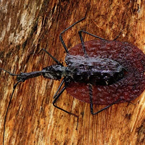 Fiddle Beetle / Violin Beetle - Danum Valley Conservation Area - Sabah - Borneo - Malaysia
