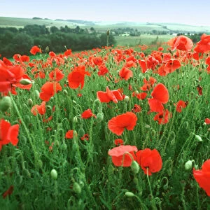 Field of Common Poppies Wiltshire UK