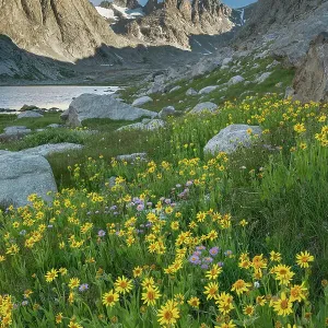 Field of Narrowleaf Arnica, Titcomb Basin, Bridger Wilderness, Wind River Range, Wyoming. Date: 25-08-2019 Field of Narrowleaf Arnica, Titcomb Basin, Bridger Wilderness, Wind River Range, Wyoming. Date: 25-08-2019