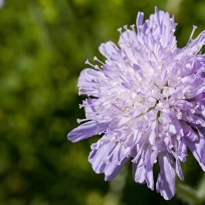 Field scabious - close up of flower growing in a meadow. England, UK