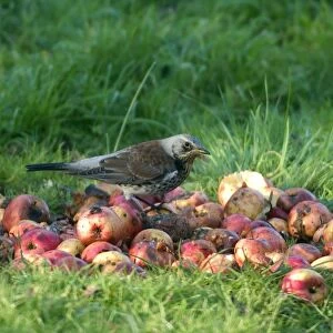 Fieldfare On apples Winter