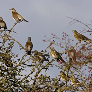 Fieldfare - group perched and on alert in Hawthorn bush. Breckland Norfolk UK