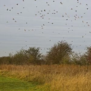 Fieldfare - mass flock flying over hawthorn hedge - Breckland - Norfolk - UK