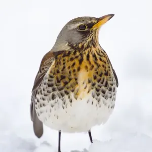 Fieldfare in the Snow - Winter - UK Fieldfare in the Snow - Winter - UK
