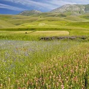 Fields full of Sainfoin, cornflowers and other cornfield weeds, on the Grande Piano, Monte Sibillini National Park, Italy