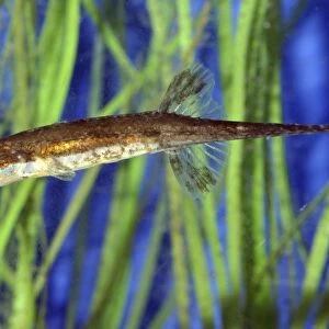 Fifteen-spined Stickleback, lives in European shallow water, marine and freshwater habitats
