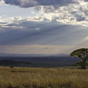 Fig Tree and rain clouds - Masai Mara Triangle - Kenya