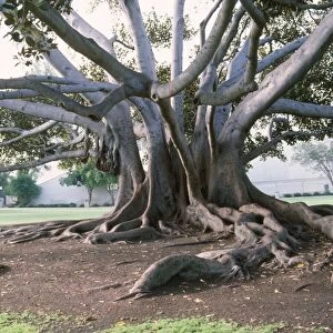 Fig Tree - showing trunks & buttress roots Moreton Bay, Australia