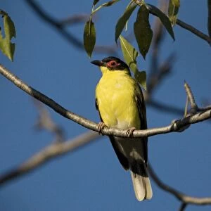 Figbird Male of the subspecies with the yellow underparts named either ashbyi or flaviventris by different authorities. Found in parts of the Kimberley, far north Northern Territory and in the Cape York area of Queensland